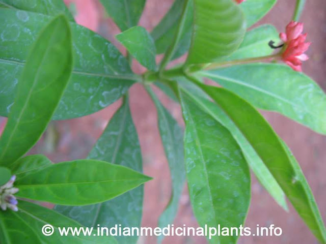rauwolfia serpentina - Sarpagandha 2.jpg